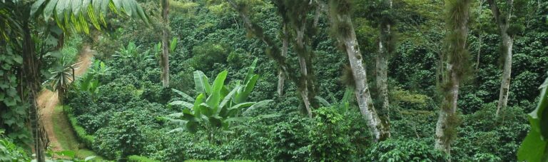 COFFEEADAPT_paysage forestier