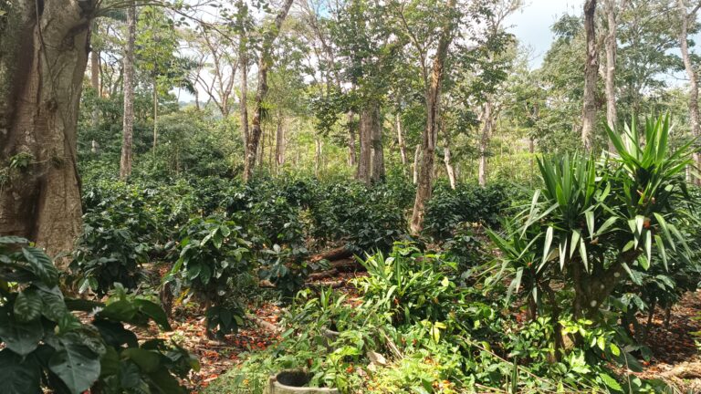 Caféiers 3 - Nicaragua (Ferme la Cumplida) - Mars 2025