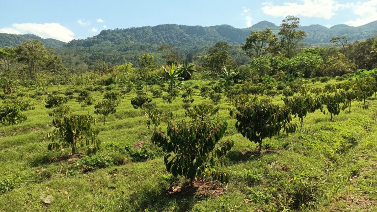 Caféiers - Essai de Sophie LERAN (BOLERO) - Nicaragua (Ferme la Cumplida) - Mars 2025
