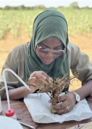 Phénotypage de racines de sorgho au Sénégal
