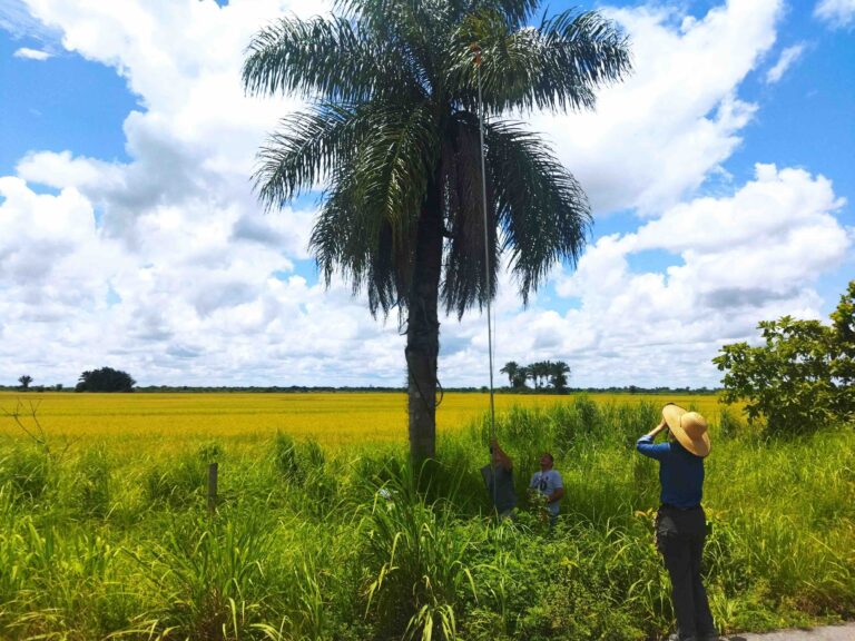 Colombie_Acrocomia_TJT_JS_2023 (3)