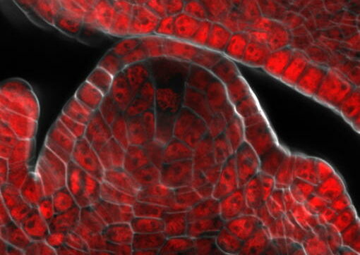REPROD_Autran_Maize_Ovule_Meiosis-small