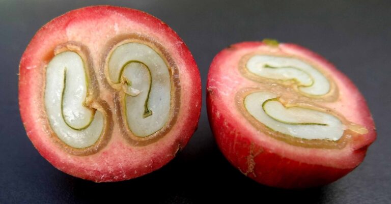 coffee fruit-thierry