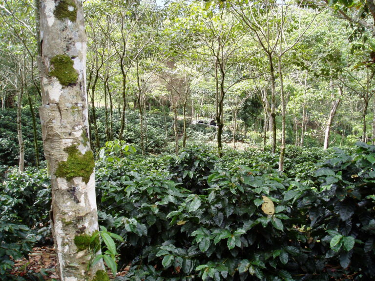 CoffeeAdapt_Agroforesterie