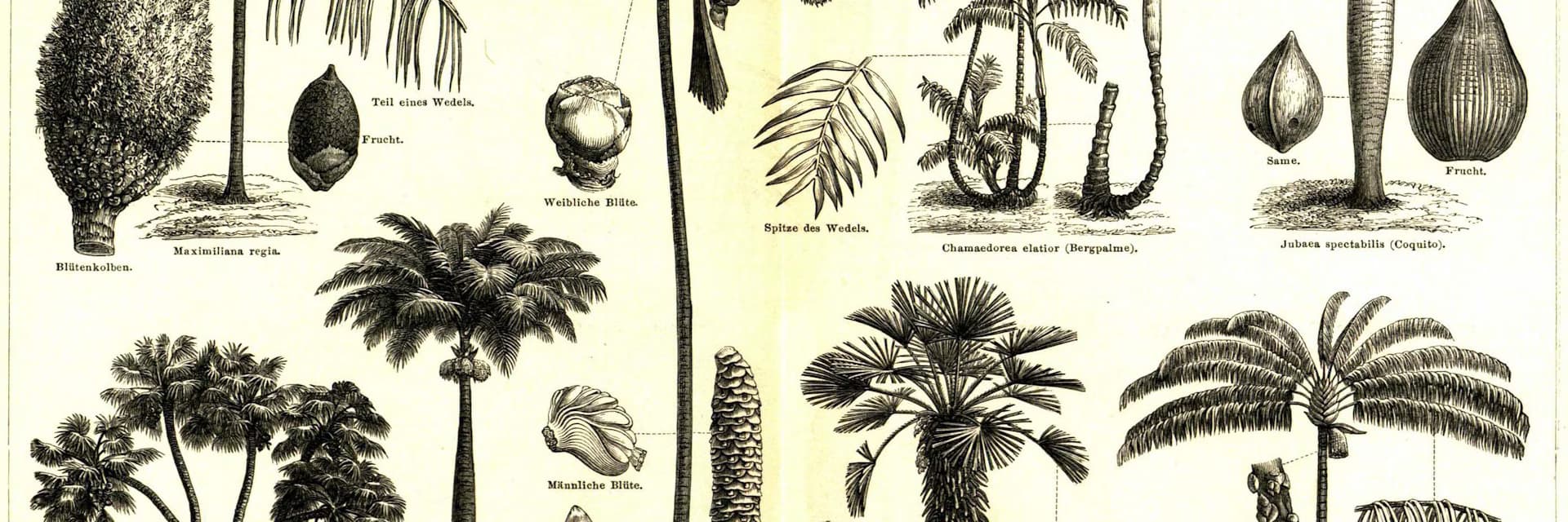 Image de palmiers du Meyers Konversations-Lexikon, datant de la fin du XIXe siècle