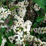 centre de ressources biologiques du café