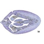 histologie microscopie