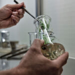 Manipulateur en laboratoire de culture in vitro. Reqpiquage d'une plantule dans un erlen-meyer