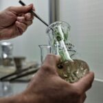 Manipulateur en laboratoire de culture in vitro : repiquage d'une plantule dans un erlen-meyer