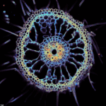 image cellulaire au microscope