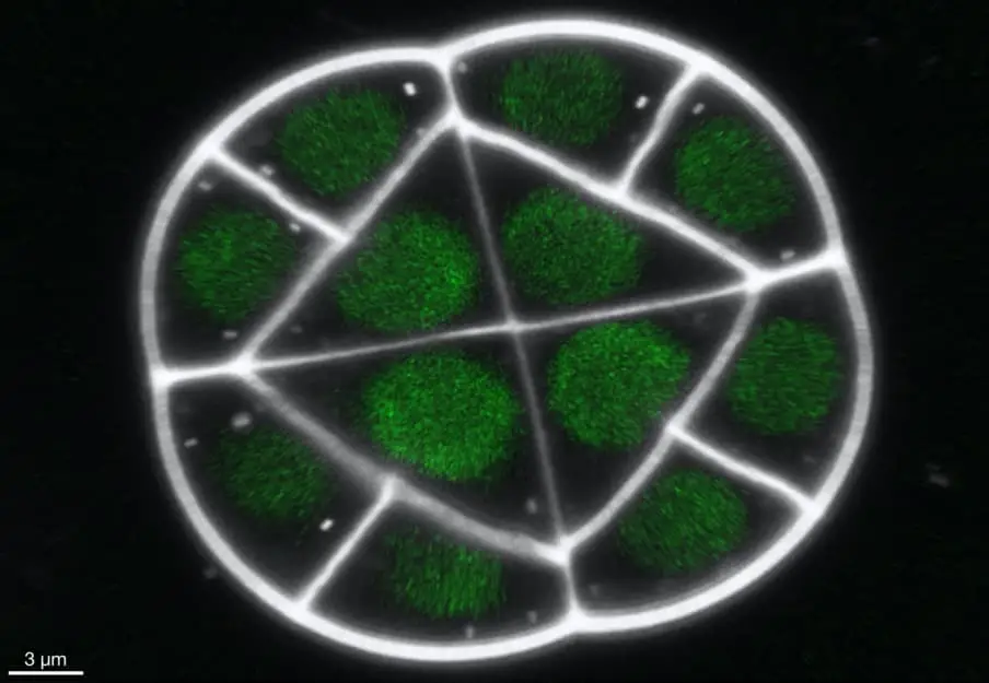 Développement des plantes - DIADE