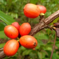 Fruits de caféier