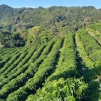paysage du Nicaragua, culture de coffea arabica