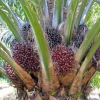 Fruits du palmier en couronne