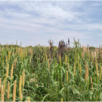 Champ de mil au Sénégal