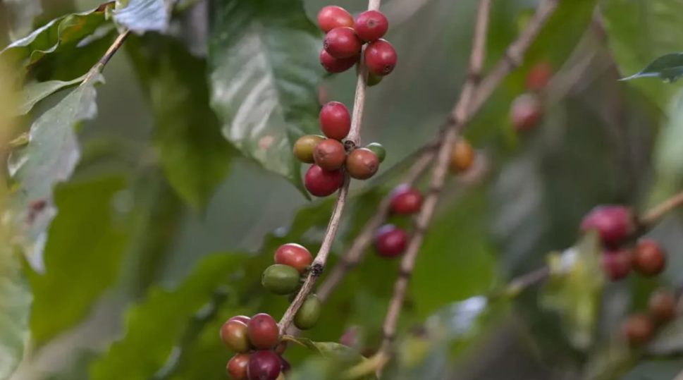 sp_baies_arabica